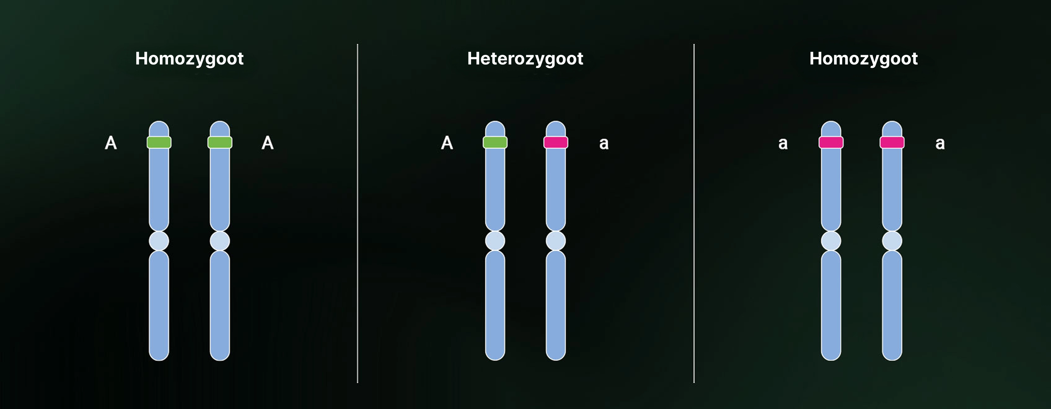 Heterozygosity and homozygosity