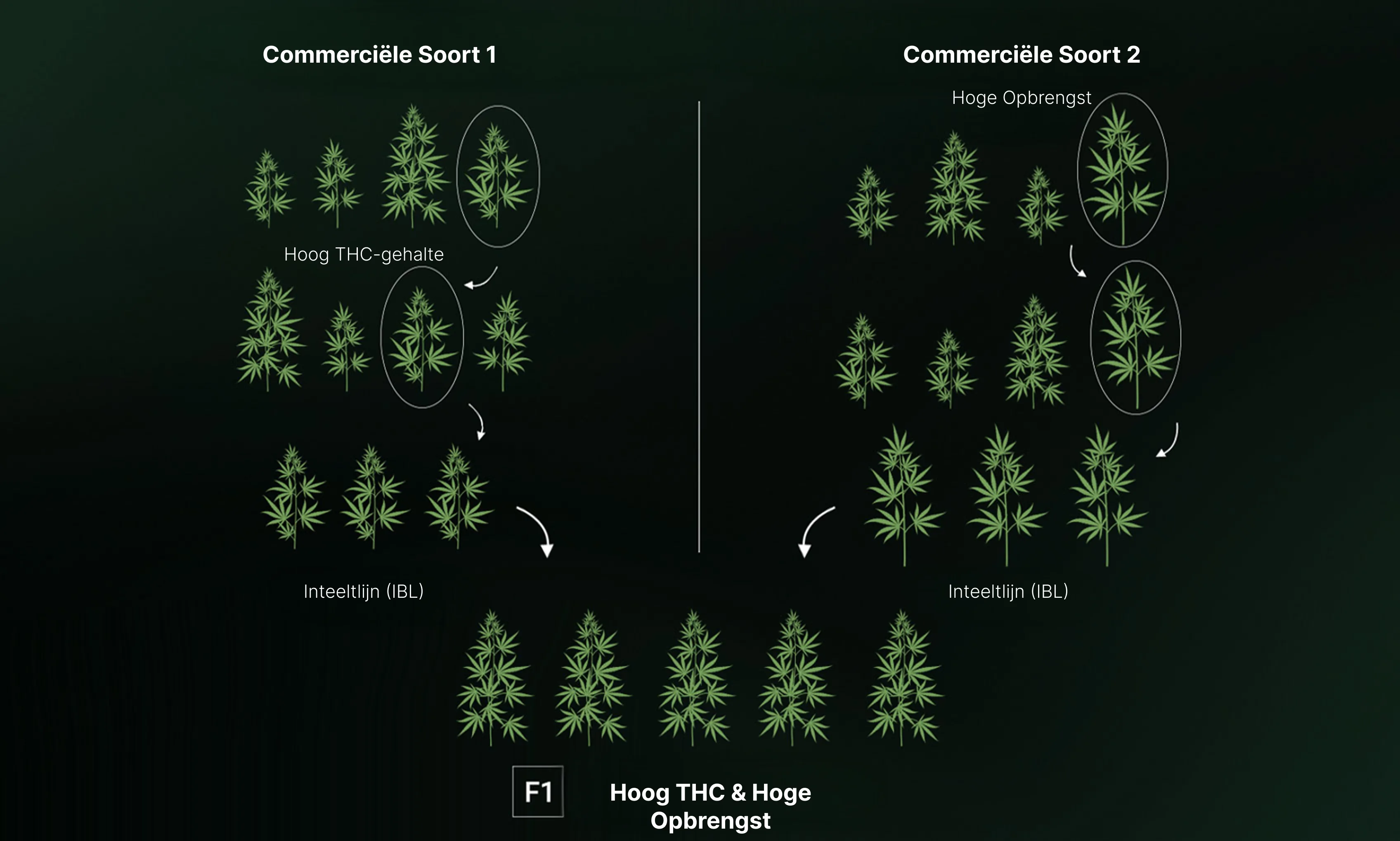 How are F1 Seeds Created?