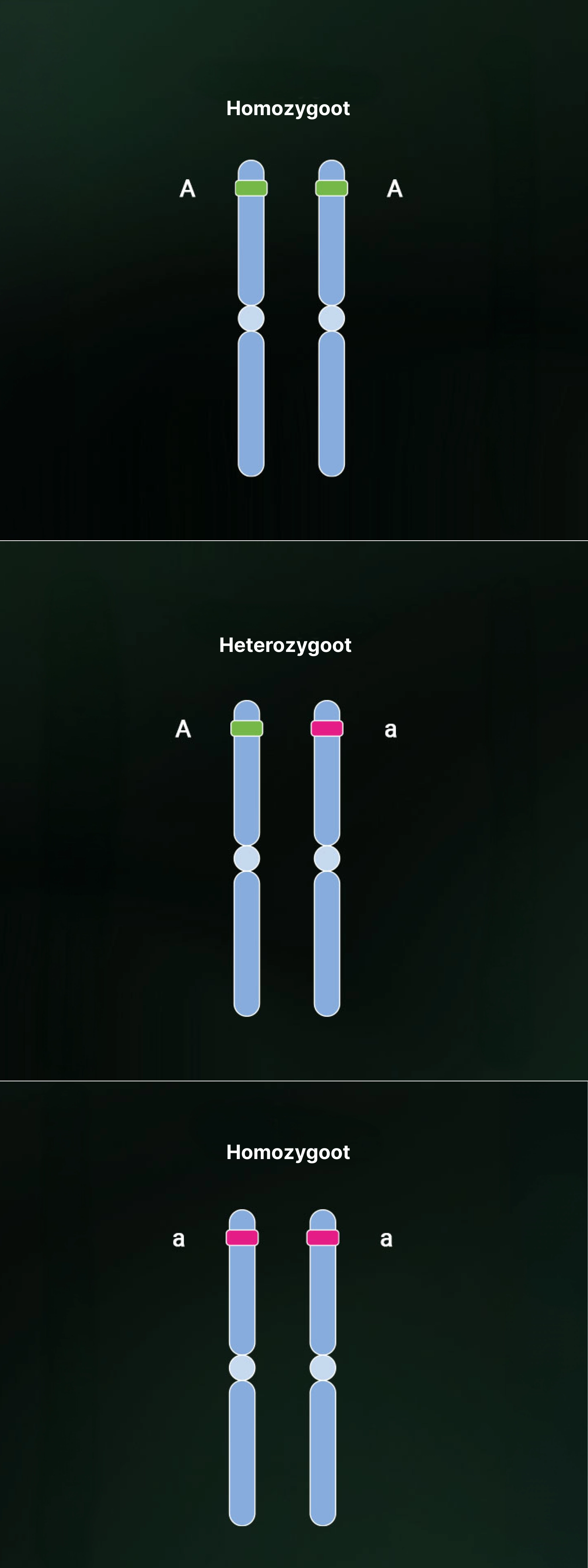 Heterozygosity and homozygosity
