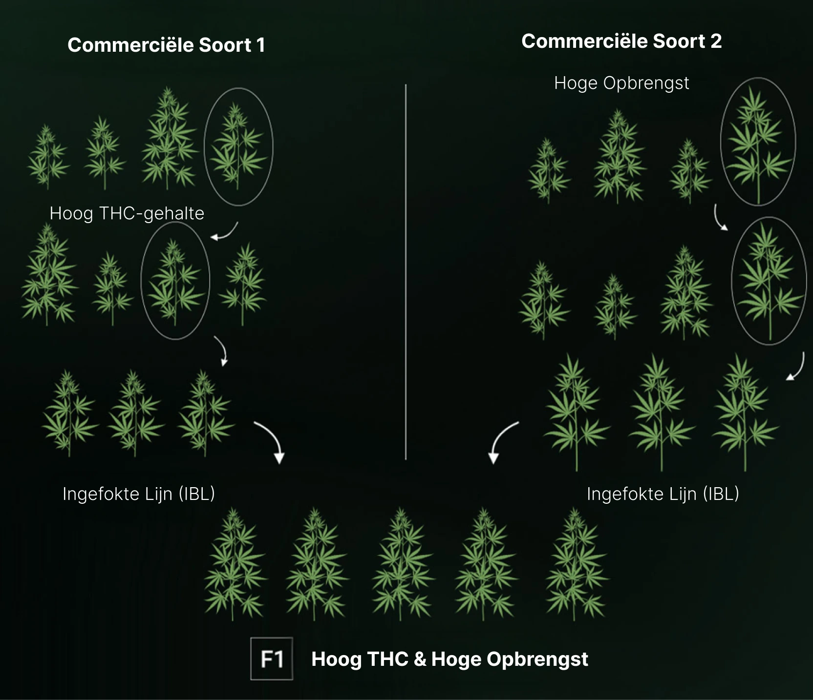 How are F1 Seeds Created?