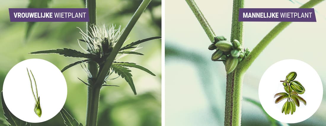 Mannelijke versus vrouwelijke wiet: wat is het verschil? Mannelijke versus vrouwelijke wiet: wat is het verschil?
