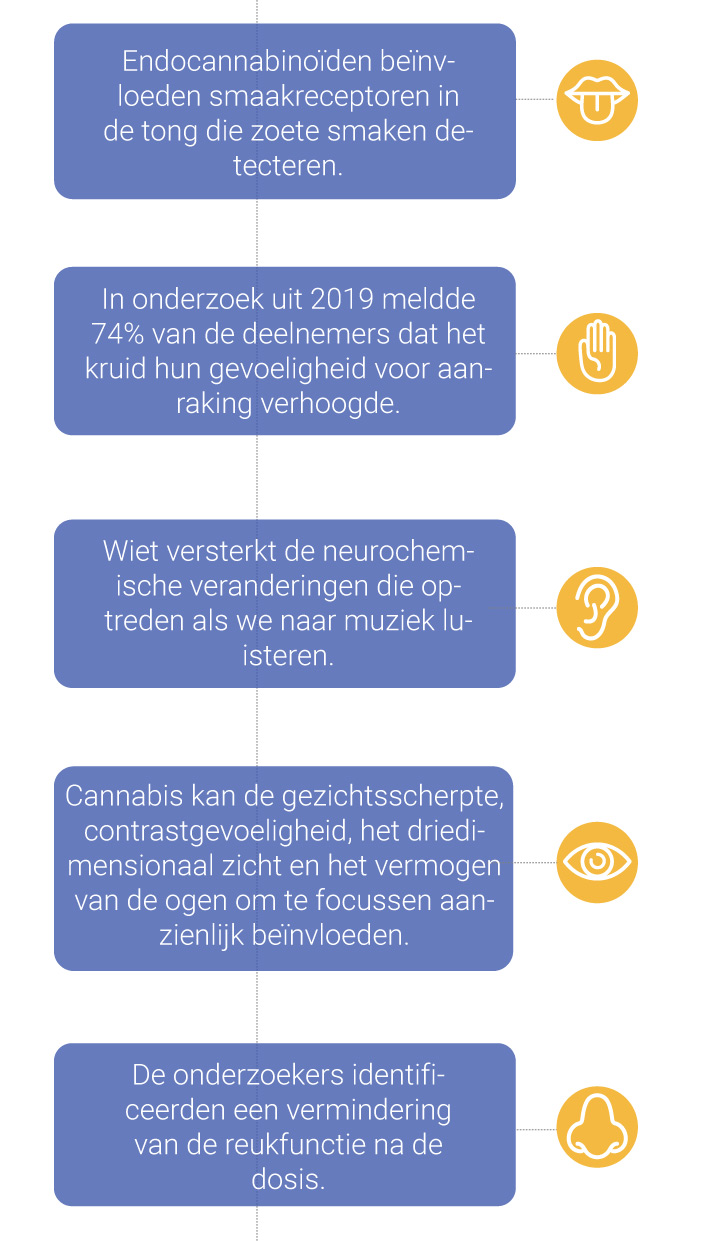 De invloed van cannabis op de zintuigen