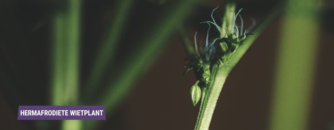 Hermafrodieten: wanneer wietplanten eenhuizig worden Hermafrodieten: wanneer wietplanten eenhuizig worden