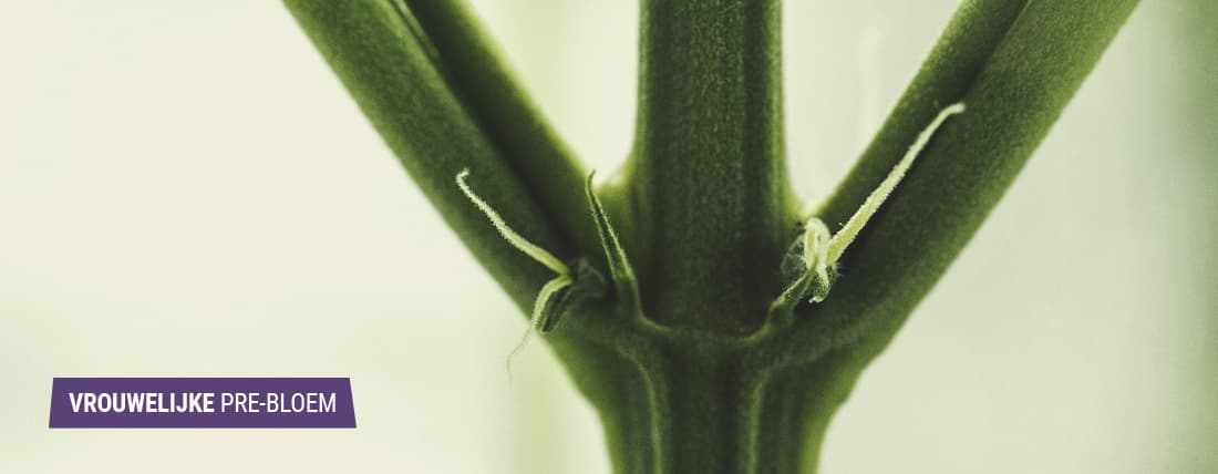 Het identificeren van vrouwelijke wietplanten Het identificeren van vrouwelijke wietplanten