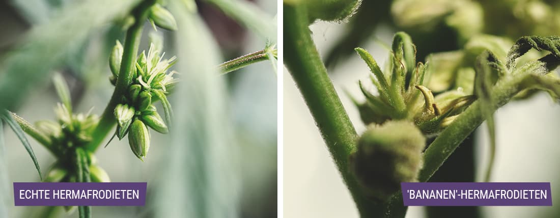 Soorten hermafrodiete wietplanten Soorten hermafrodiete wietplanten