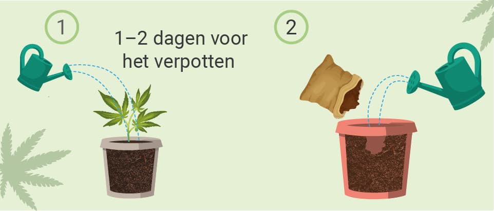 VERPOTTEN: STAPSGEWIJZE HANDLEIDING VERPOTTEN: STAPSGEWIJZE HANDLEIDING