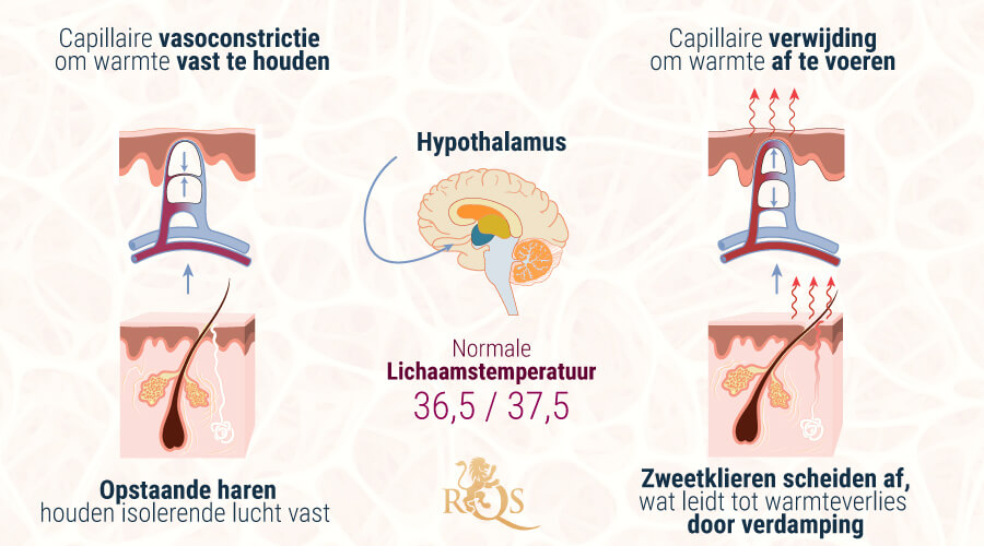 Hypothalamus Homeostase