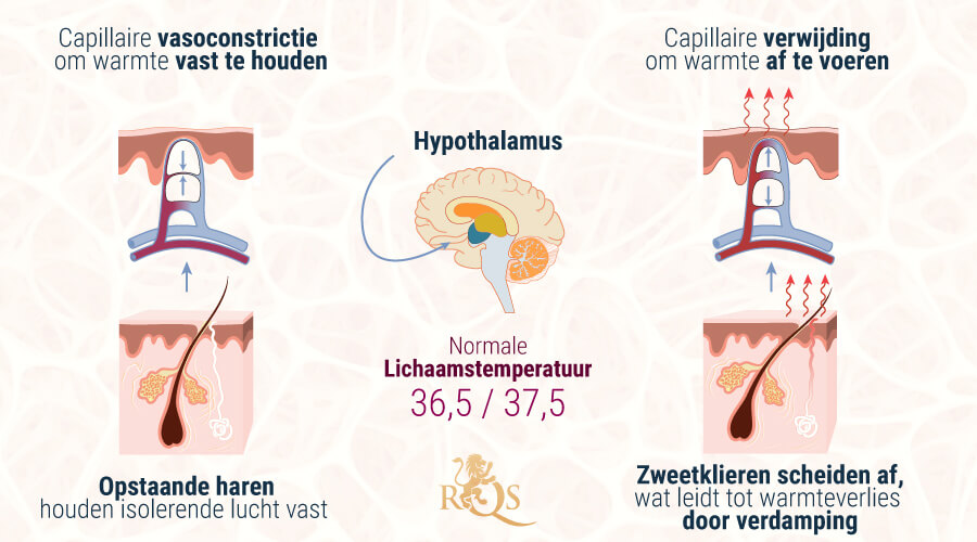 Hypothalamus Homeostase Hypothalamus Homeostase