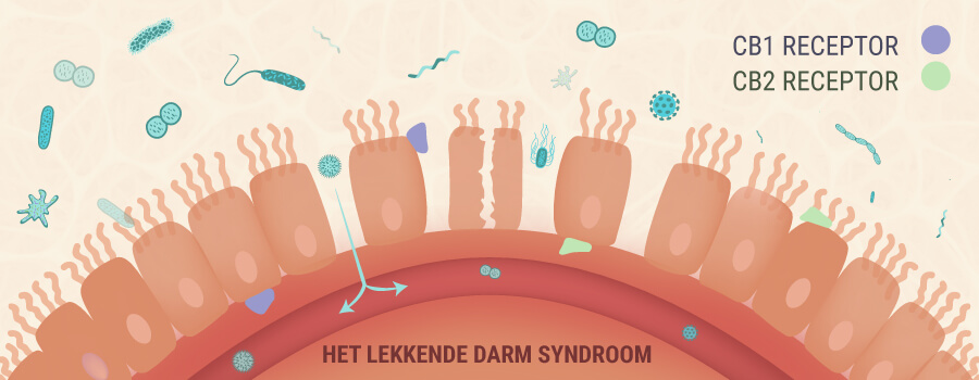 Het Lekkende Darm Syndroom Het Lekkende Darm Syndroom