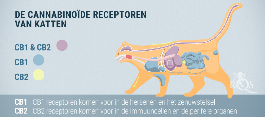 Kat Cannabinoid-receptoren Kat Cannabinoid-receptoren