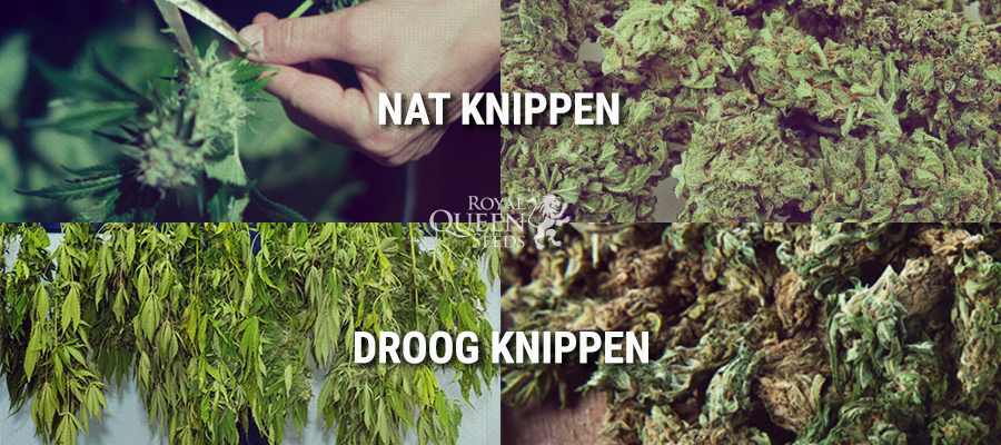 Nat Knippen, Droog Knippen Nat Knippen, Droog Knippen