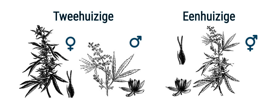 WAT IS HET VERSCHIL TUSSEN CANNABIS EN HENNEP?