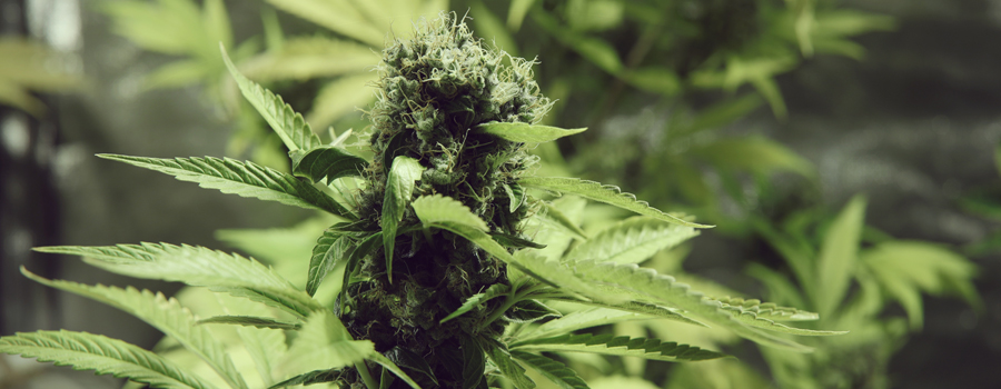 Northern Light cannabis insomnia