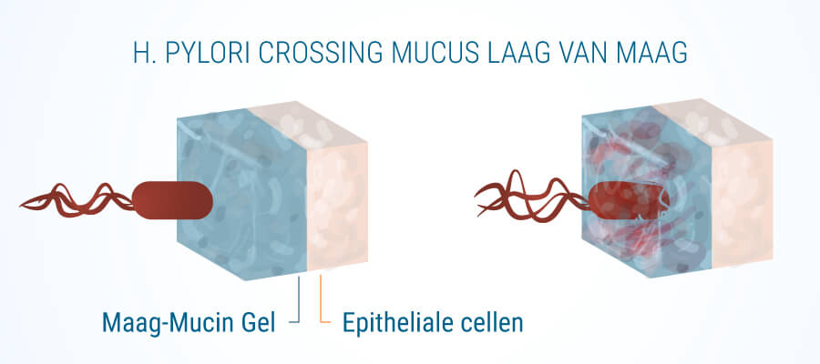 H Pylori Slijmlaag Maag Gastritis En Cannabis H Pylori Slijmlaag Maag Gastritis En Cannabis