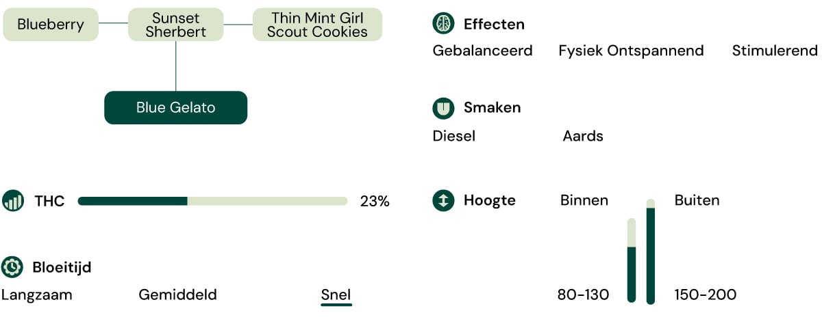 Kenmerken van de soort Blue Gelato Kenmerken van de soort Blue Gelato