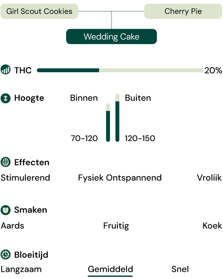 Wedding Cake strain infographic Hybride van Girl Scout Cookies en Cherry Pie met 20% THC, ontspannend en opwekkend effect, zoete aardse koekjessmaak.
