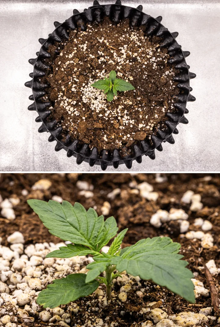 NYC Sour Diesel Auto cannabisplant in week 1 van de vegetatieve groei met compacte, gezonde bladeren, vroege vertakking en een trage maar stabiele ontwikkeling onder ledlicht