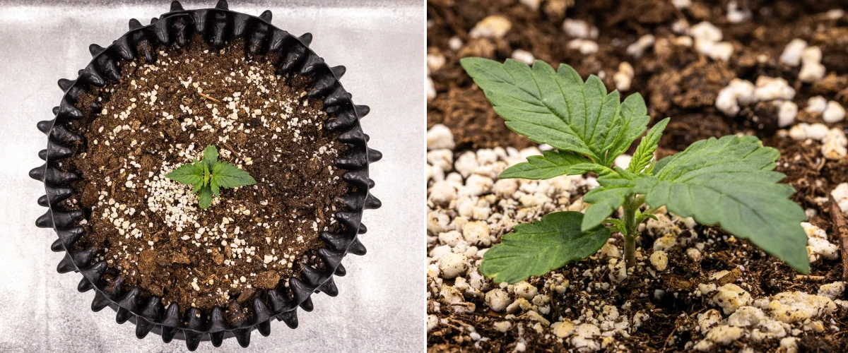 NYC Sour Diesel Auto cannabisplant in week 1 van de vegetatieve groei met compacte, gezonde bladeren, vroege vertakking en een trage maar stabiele ontwikkeling onder ledlicht