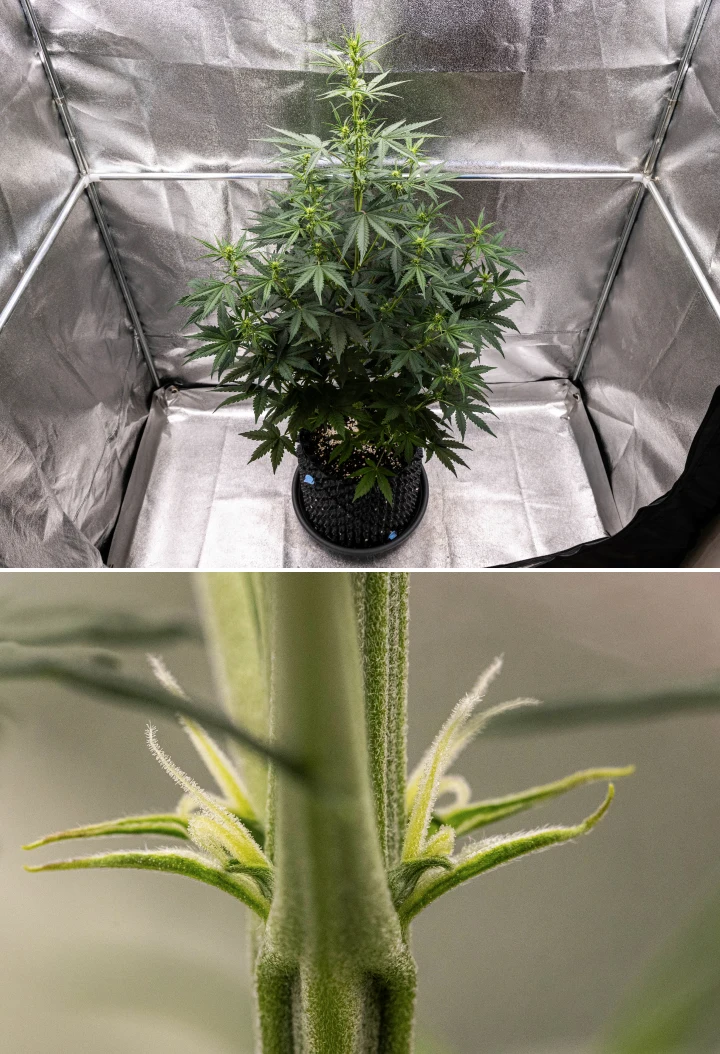 NYC Sour Diesel Auto cannabisplant in week 4 van de bloei, ongeveer 97 cm hoog, met sterke stretch, een hoge open structuur, bredere tussenruimte bovenin en eerste toppen onder ledlicht