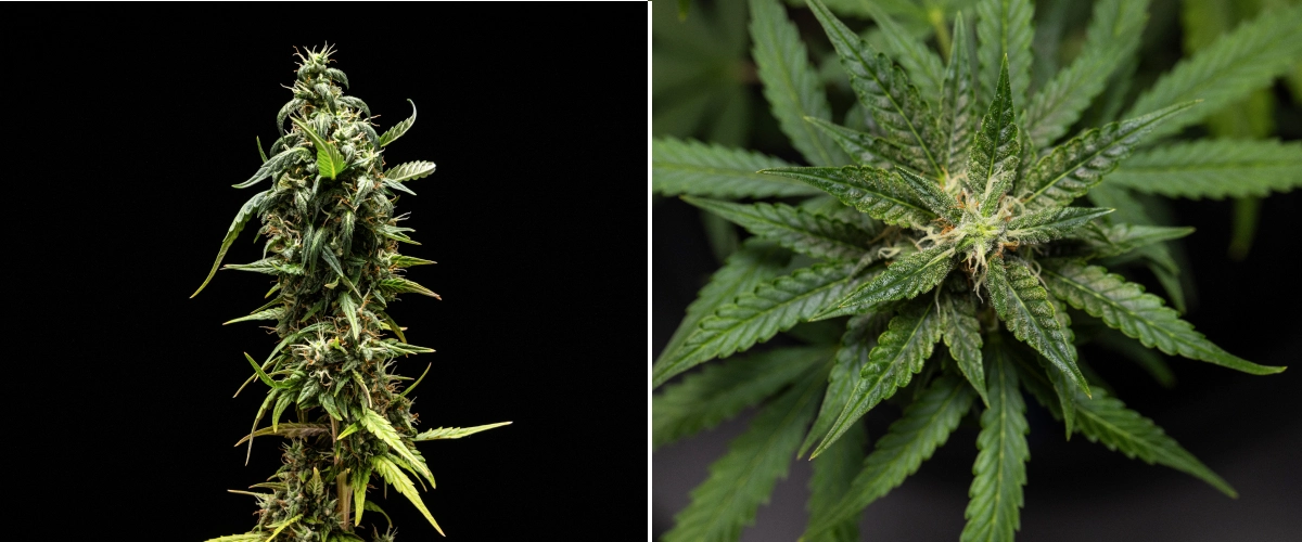 NYC Sour Diesel Auto cannabisplant in week 8 van de bloei met melkachtige trichomen, compacte aromatische toppen, sterke harsproductie en een iets minder rijpe topcola vlak voor de oogst