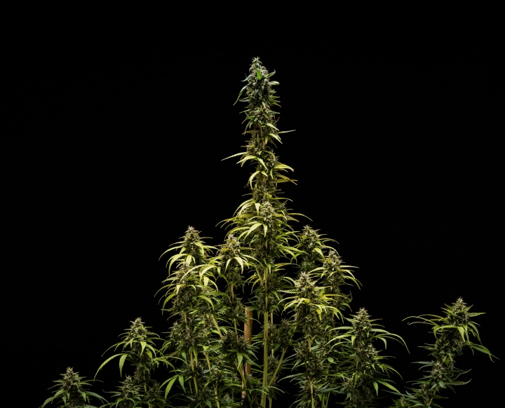 Eindresultaten van NYC Sour Diesel Auto