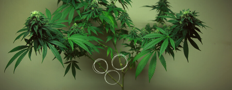 Ontbladering versus snoeien van cannabis: de verschillen Ontbladering versus snoeien van cannabis: de verschillen