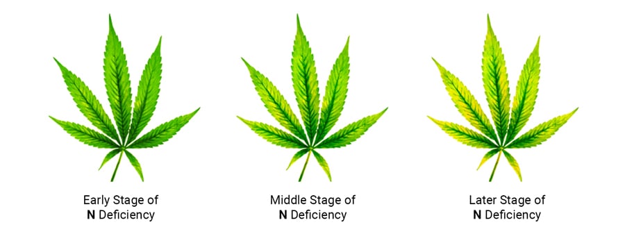 Nitrogen Deficiency in Cannabis