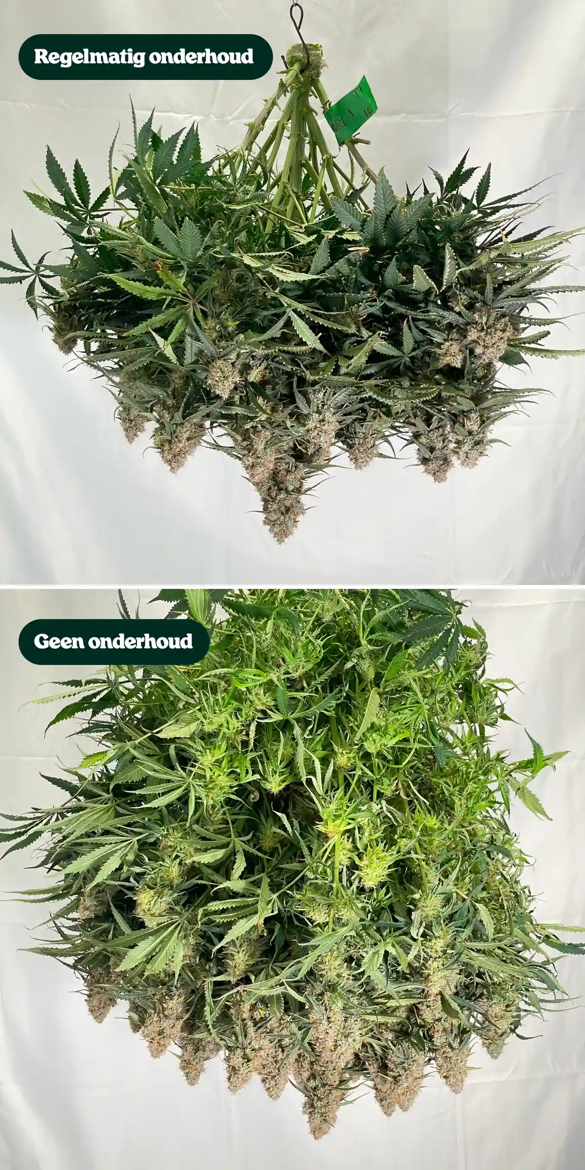 Zij-aan-zij vergelijking van cannabisplanten na de oogst, met behandelingen met regulier onderhoud versus geen onderhoud, en verschillen in canopydichtheid, bladgroei, knopstructuur en gesnoeide takken.