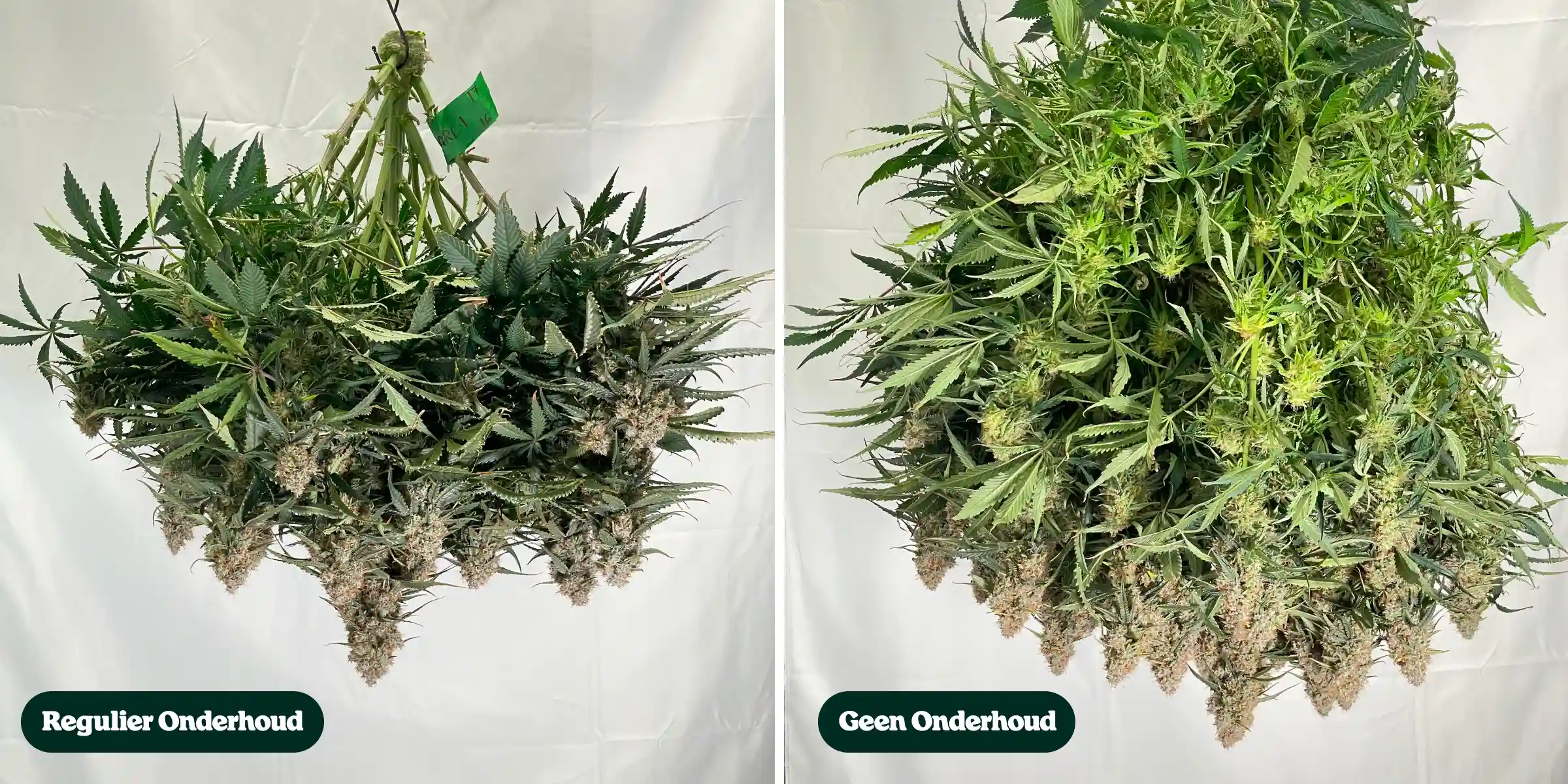Zij-aan-zij vergelijking van cannabisplanten na de oogst, met behandelingen met regulier onderhoud versus geen onderhoud, en verschillen in canopydichtheid, bladgroei, knopstructuur en gesnoeide takken.