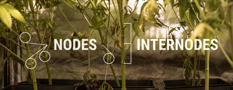 Nodes Internodes Cannabis Plant Structuur