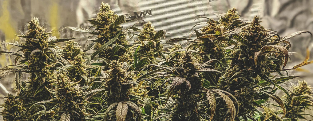 Northern Light Auto