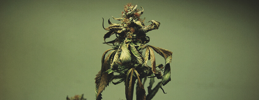 Bladkannabis Voedingsverbranding Bladkannabis Voedingsverbranding