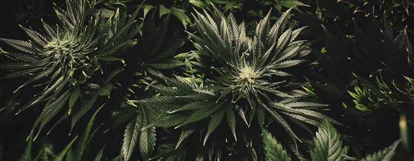 Voedingsverbranding Gele Bladeren Cannabis Voedingsverbranding Gele Bladeren Cannabis