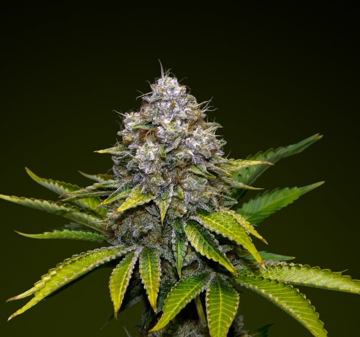 OG Kush – Beste soort voor krachtige infusies OG Kush cannabisbud met ijzige trichomen en aardse groentinten, bekend om haar dennenachtige smaak en hoge potentie, ideaal voor krachtige infusies