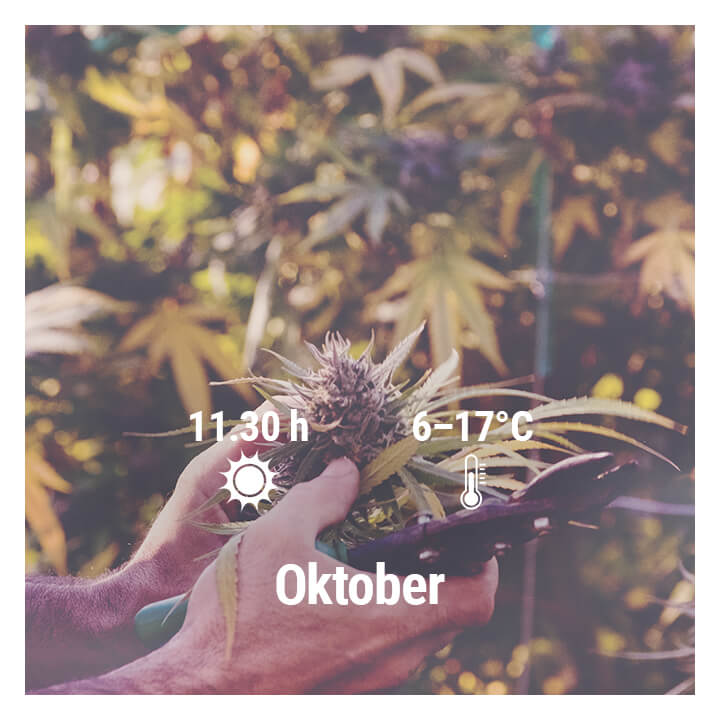 Hoe kweek je cannabis buiten in Duitsland, Oktober