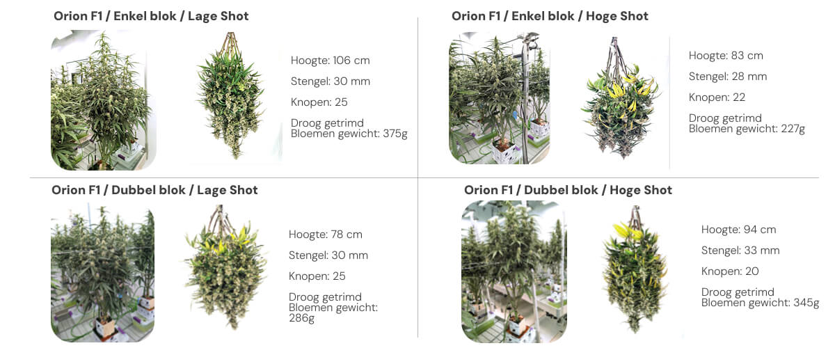 Orion F1 resultaten: vergelijking single block vs dual block Resultatenoverzicht van Orion F1 met vergelijking tussen single block en dual block bij lage en hoge irrigatie