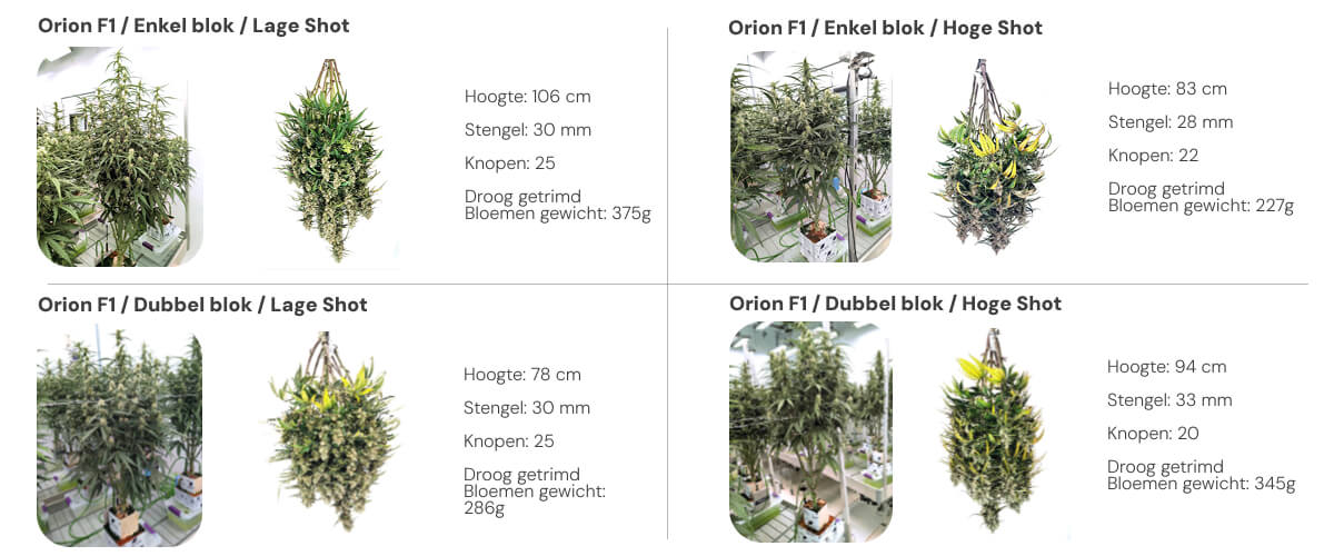 Resultatenoverzicht van Orion F1 met vergelijking tussen single block en dual block bij lage en hoge irrigatie