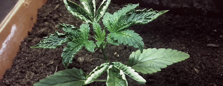 Overbewatering Cannabis Overbewatering Cannabis