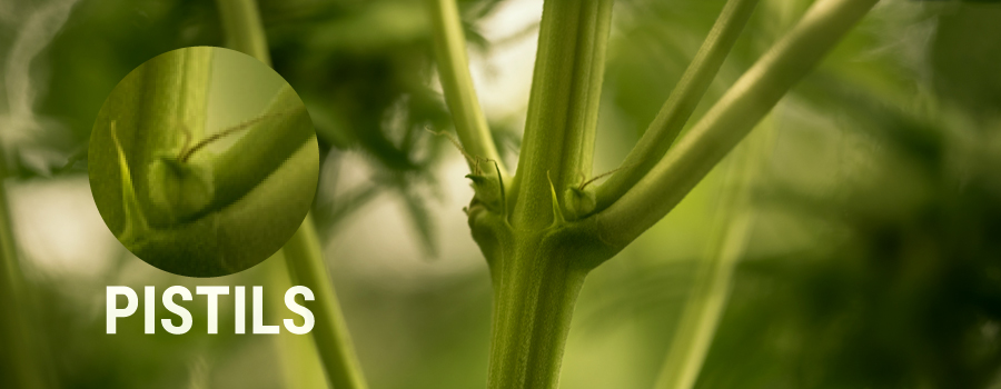 Pistils Voorbeeld Cannabis Plant