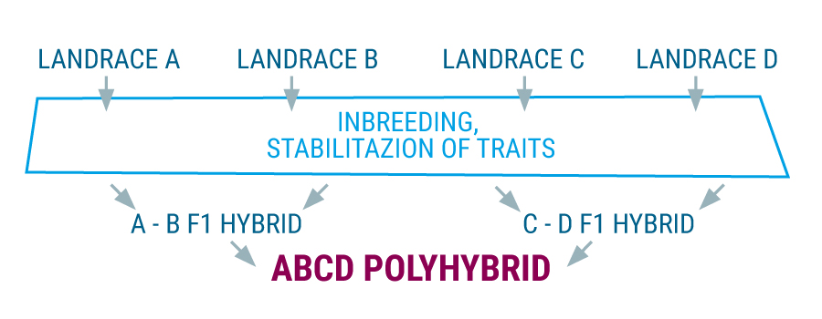 Polyhybrid landrace cannabis stammen