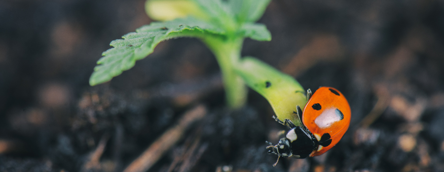 Roofdier lieveheersbeestje Aphids Prevention