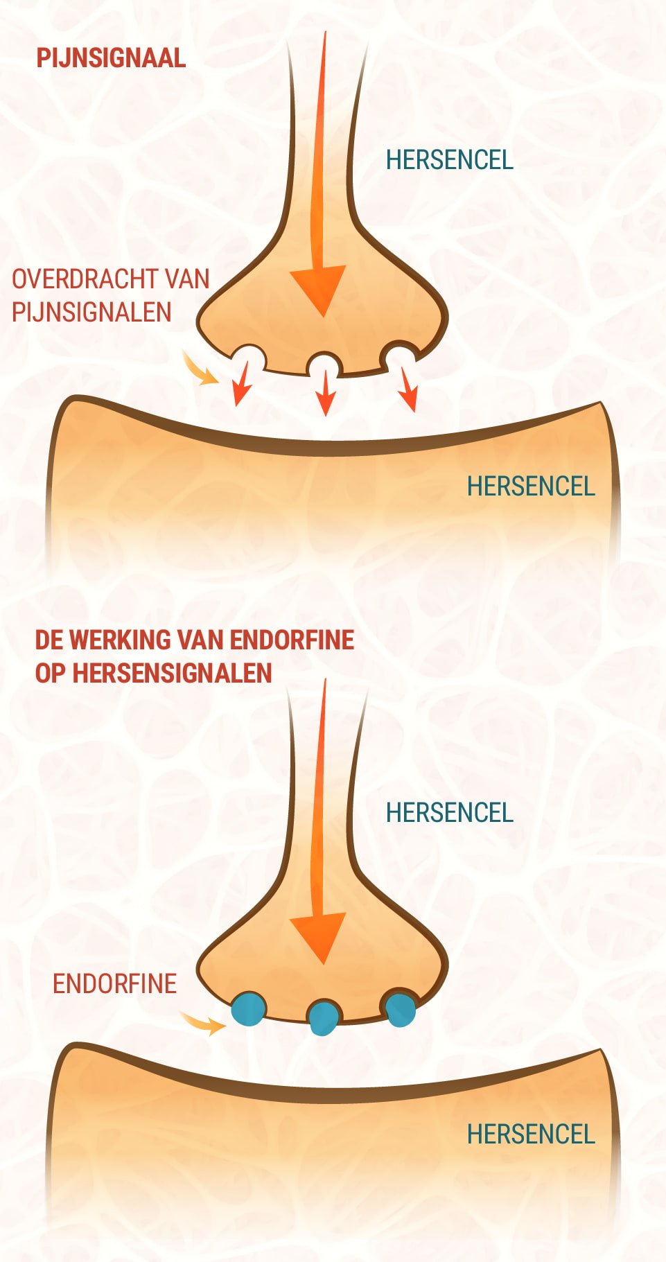 CBD and the Endocannabinoid System