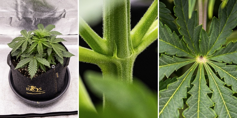 Pink Mist Auto kweekverslag, week 2–4: vegetatieve groei Pink Mist Auto cannabisplant tijdens week 2 tot en met 4 van de vegetatieve groei, met gezond groen blad, ontwikkelende zijtakken en de eerste tekenen van bloei.