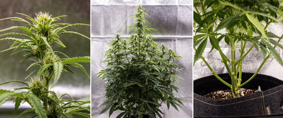 Pink Mist Auto cannabisplant tijdens week 5 tot en met 7 van de bloei, met ontwikkelende toppen en witte stampers, krachtige verticale groei en gesnoeide onderste takken.