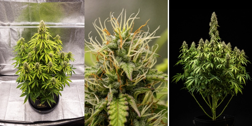 Pink Mist Auto kweekverslag, week 8–11: laatste bloeifase en oogst Pink Mist Auto cannabisplant tijdens week 8 tot en met 11 van de bloei, met dichte, met trichomen bedekte toppen, oranje stampers, vergelende bladeren en rijpe bloemen die klaar zijn voor de oogst.
