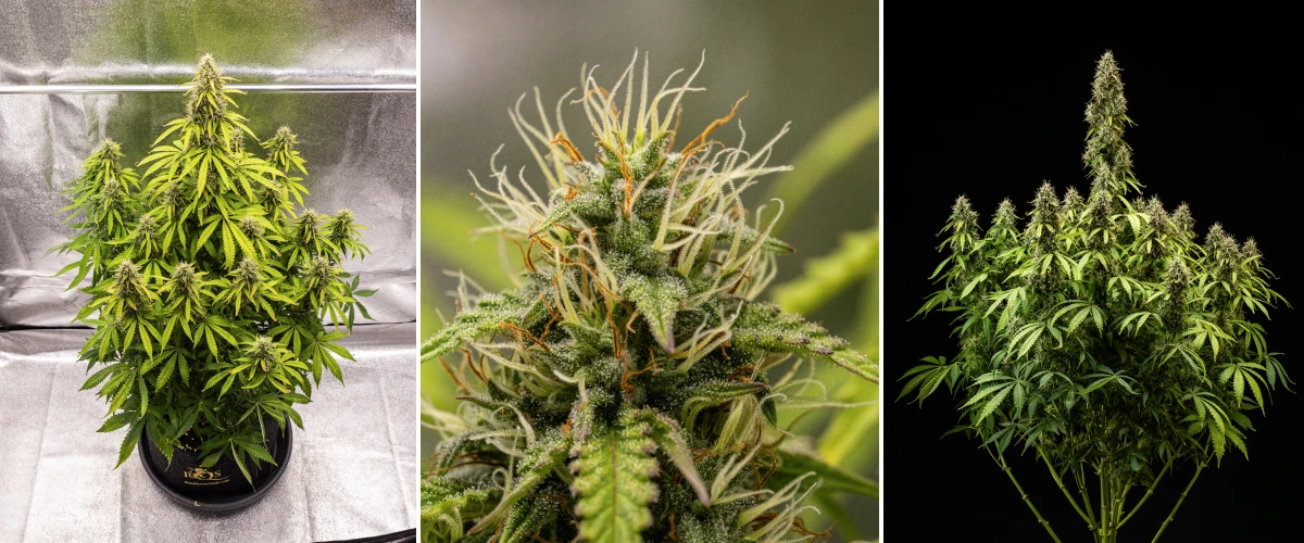Pink Mist Auto kweekverslag, week 8–11: laatste bloeifase en oogst Pink Mist Auto cannabisplant tijdens week 8 tot en met 11 van de bloei, met dichte, met trichomen bedekte toppen, oranje stampers, vergelende bladeren en rijpe bloemen die klaar zijn voor de oogst.