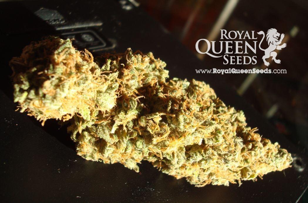 Power Bud Strain Power Bud Strain