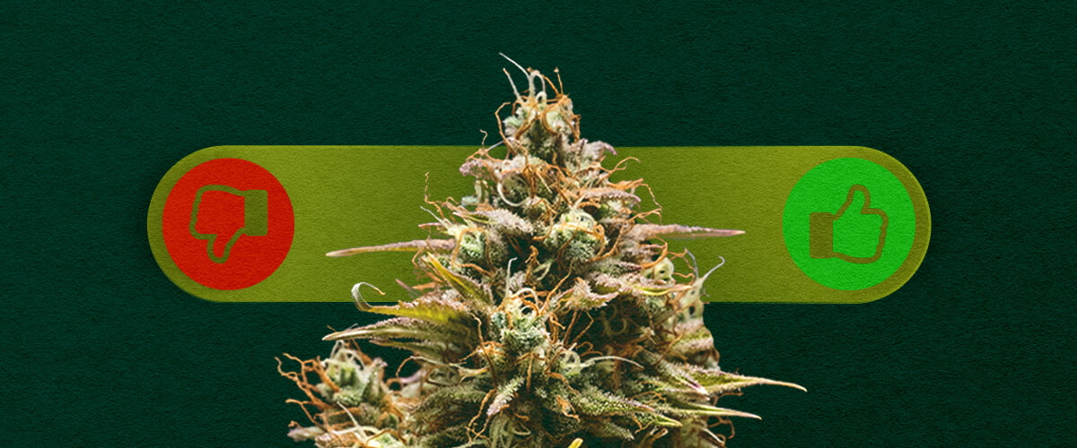 Autoflower Cannabis: De Voordelen en Nadelen van Kweken Afwegen Voordelen en nadelen van autoflower cannabis: Ontdek de voordelen (snelle groei, makkelijk voor beginners) en nadelen (lagere opbrengsten, minder controle) van het kweken van autoflowering soorten.