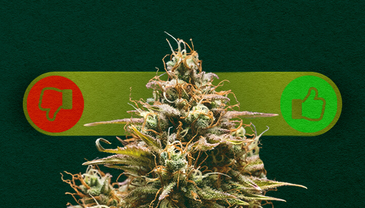 Autoflower Cannabis: De Voordelen en Nadelen van Kweken Afwegen Voordelen en nadelen van autoflower cannabis: Ontdek de voordelen (snelle groei, makkelijk voor beginners) en nadelen (lagere opbrengsten, minder controle) van het kweken van autoflowering soorten.