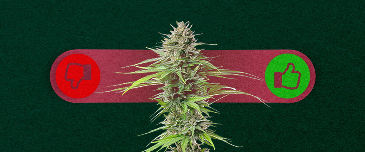 Photoperiode Cannabis: De Voordelen en Nadelen van Kweken Afwegen Voordelen en nadelen van photoperiode cannabis: Ontdek de voordelen (hogere opbrengsten, meer controle over de groei) en nadelen (langere kweektijd, vereist lichtcyclusbeheer) van photoperiode soorten.